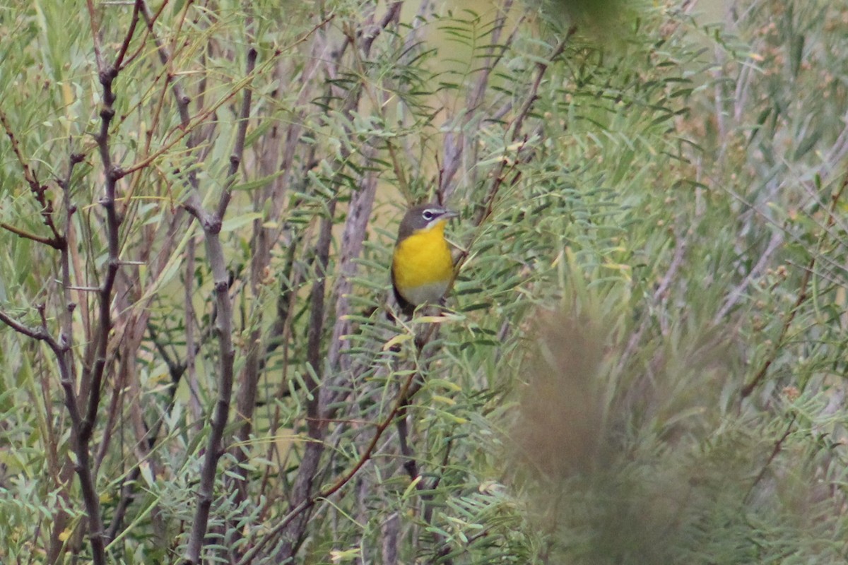 Yellow-breasted Chat - ML623960187