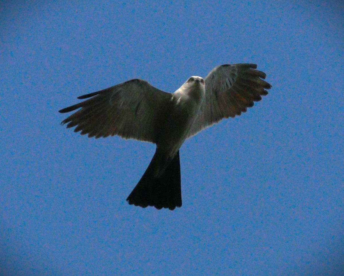 Mississippi Kite - ML623960188