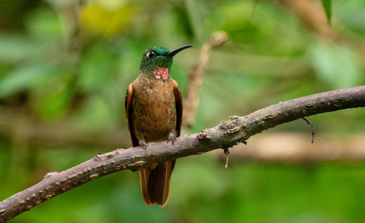 Fawn-breasted Brilliant - ML623960191