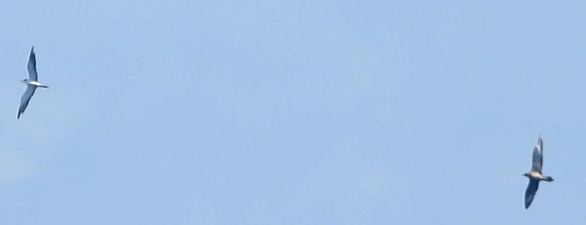 Long-tailed Jaeger - ML623960199