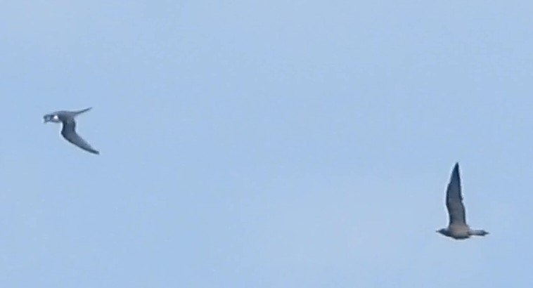 Long-tailed Jaeger - ML623960200