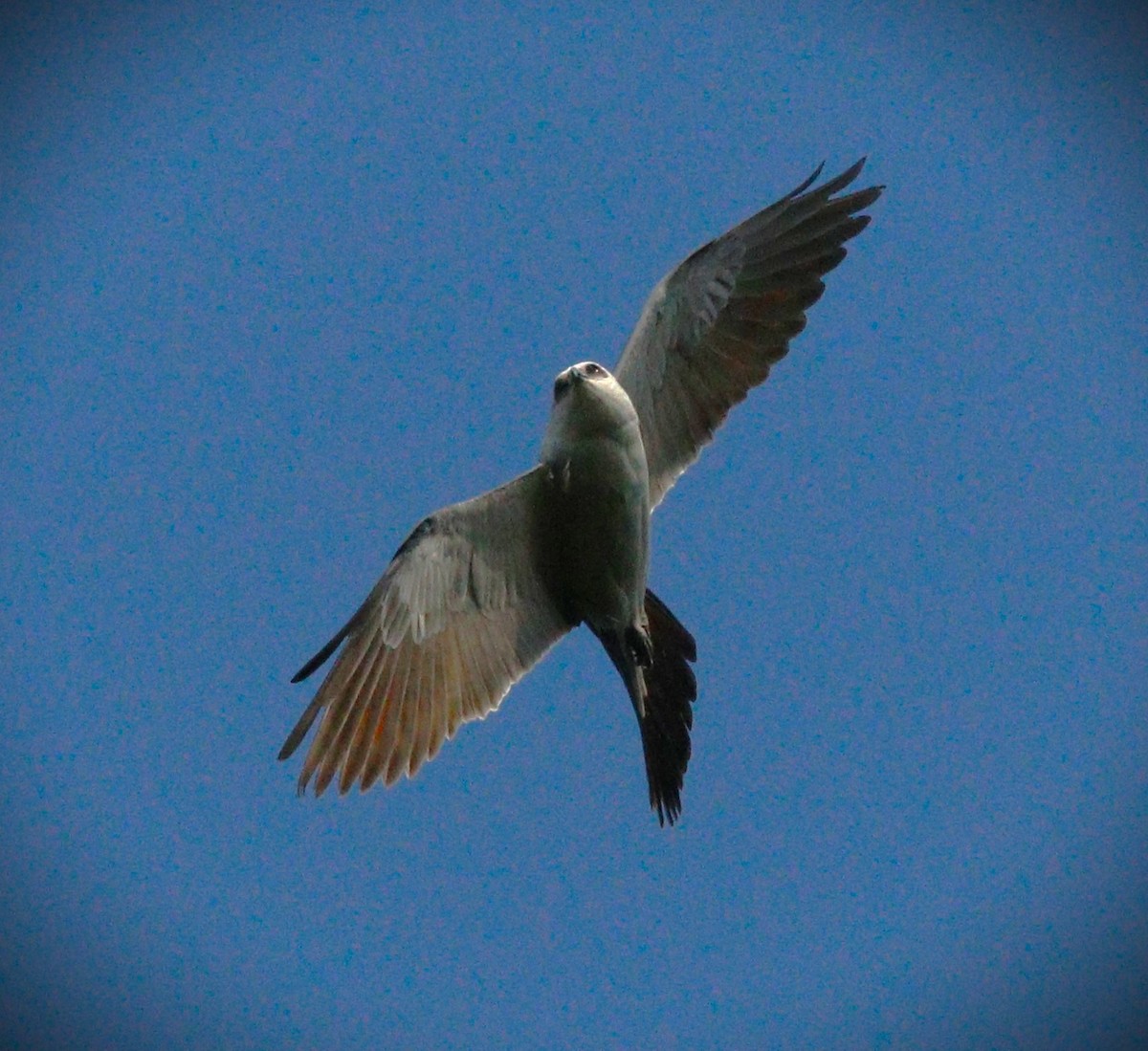 Mississippi Kite - ML623960208