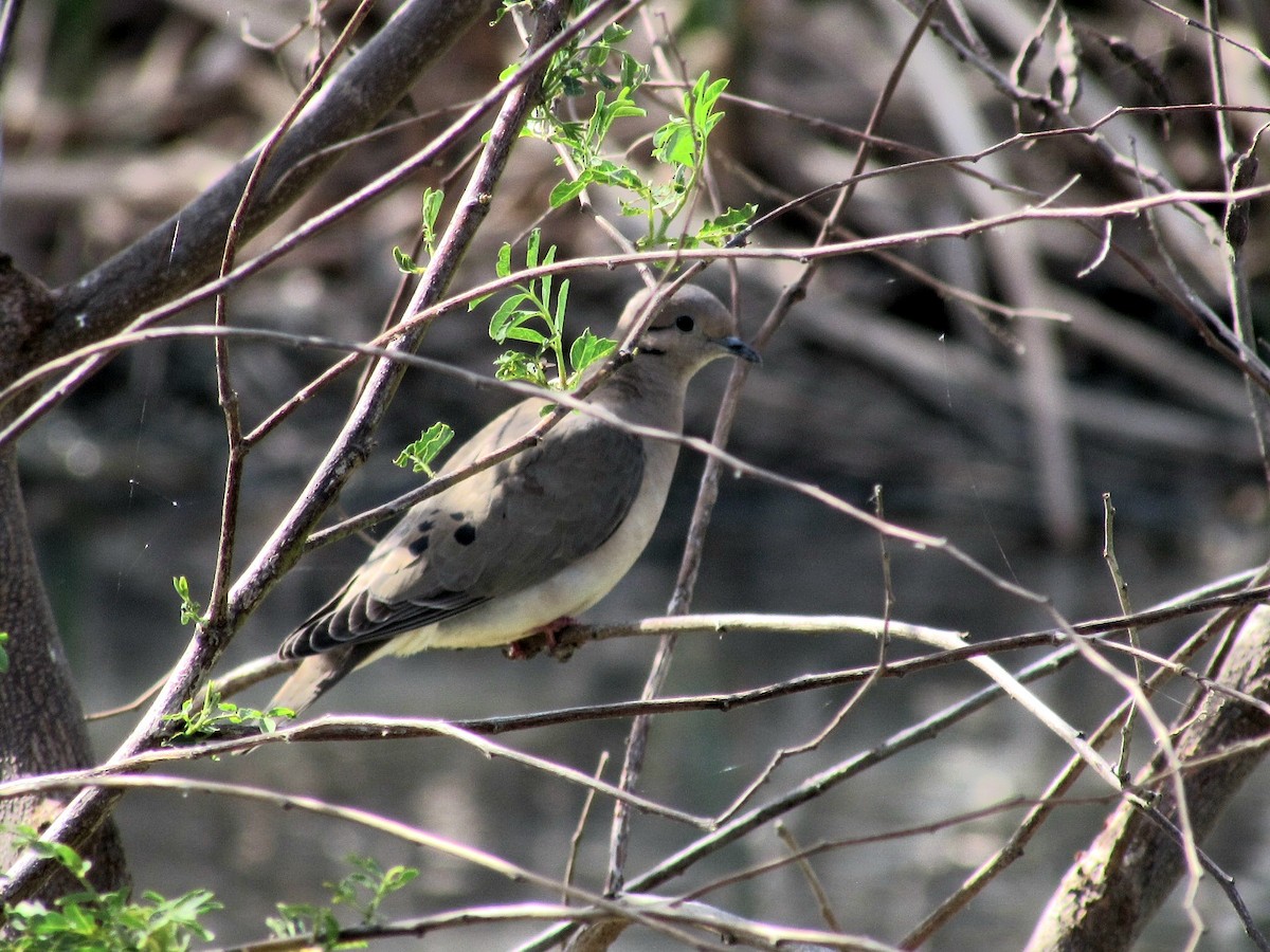 Eared Dove - ML623960209