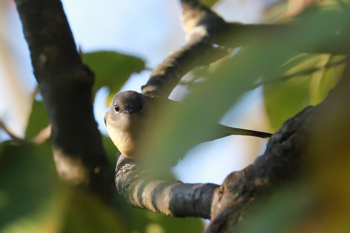 American Redstart - Debra Rittelmann