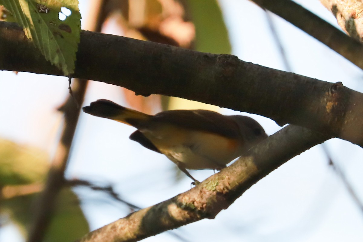 American Redstart - Debra Rittelmann