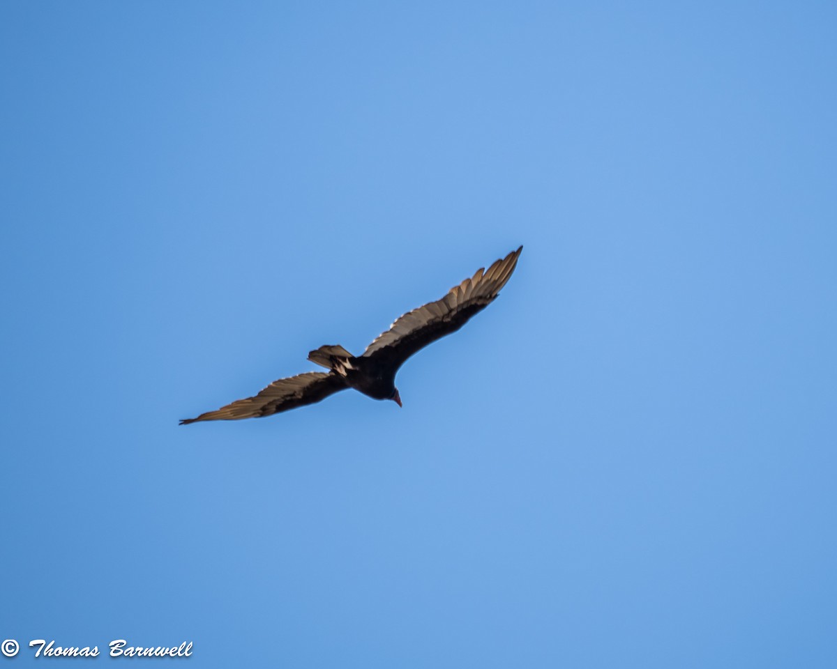 Turkey Vulture - ML623960217