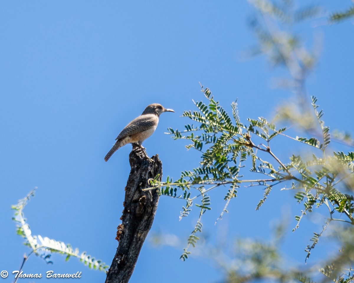 Rock Wren - Thomas Barnwell