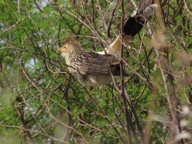 Guira Cuckoo - ML623960220