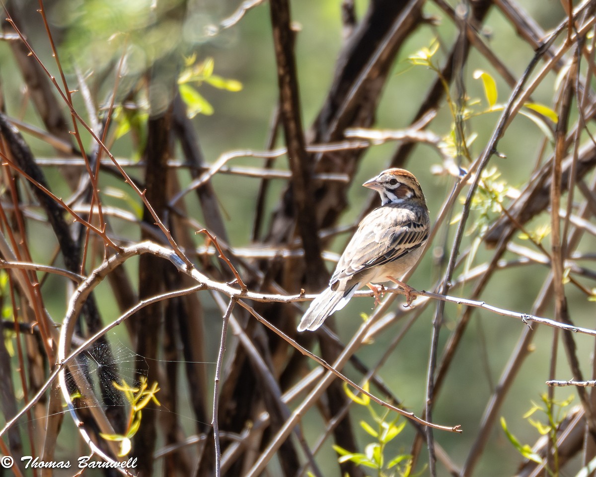 Lark Sparrow - ML623960221