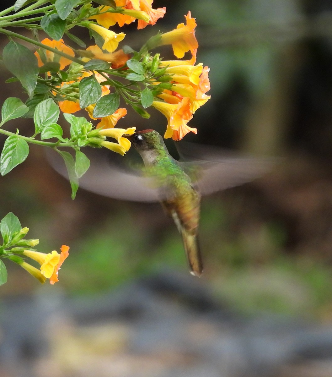 Tolima Blossomcrown - ML623960223