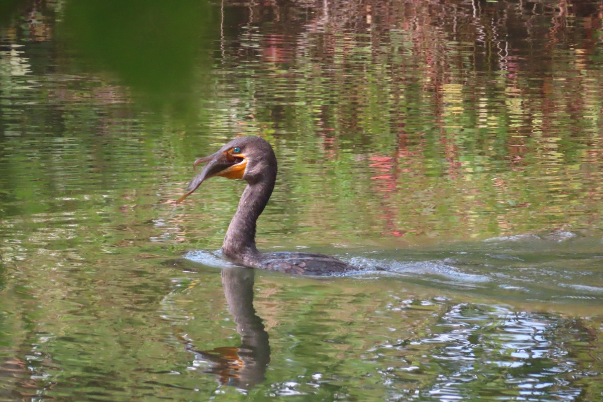 Cormoran à aigrettes - ML623960225