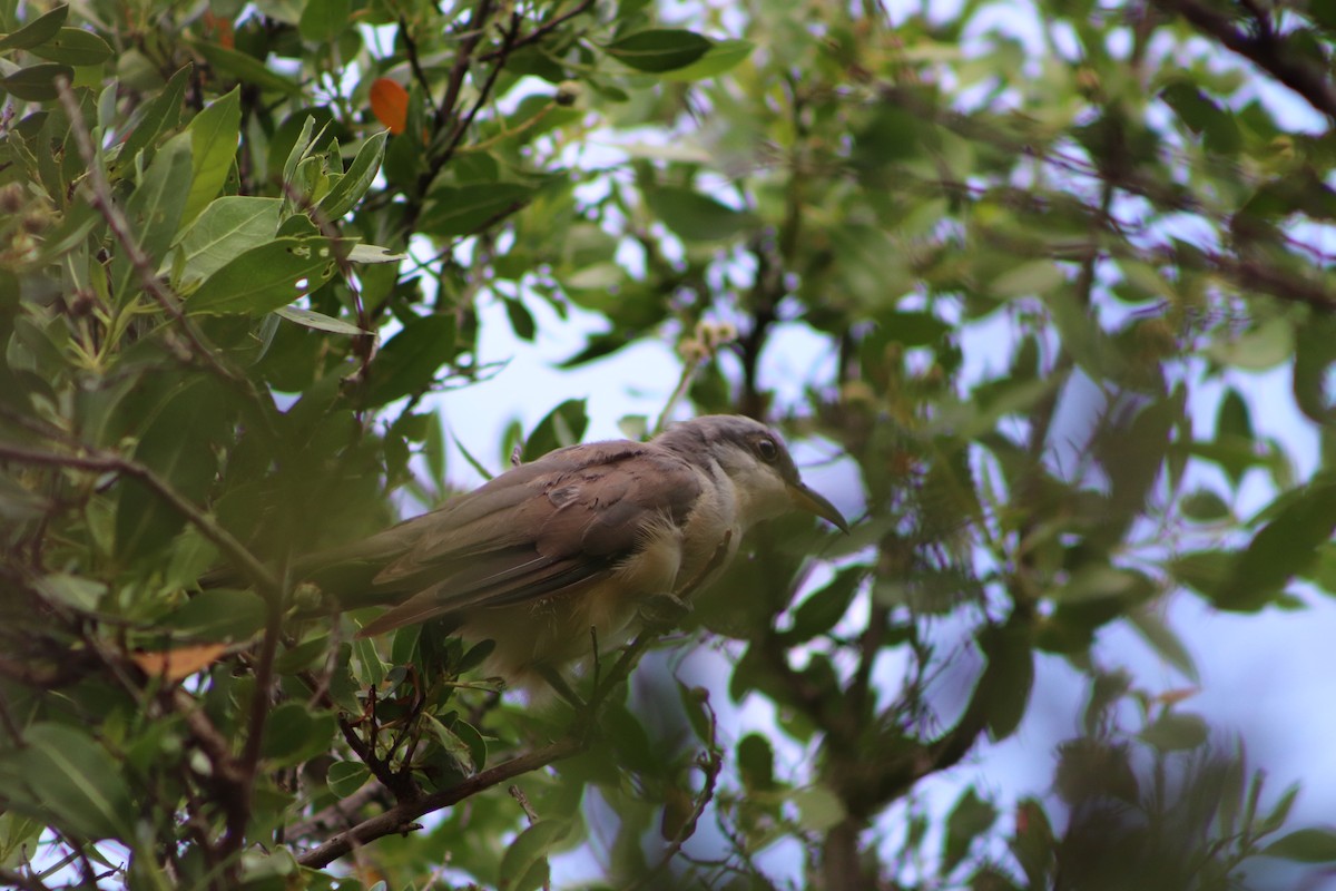 Mangrove Cuckoo - Diana Dixon