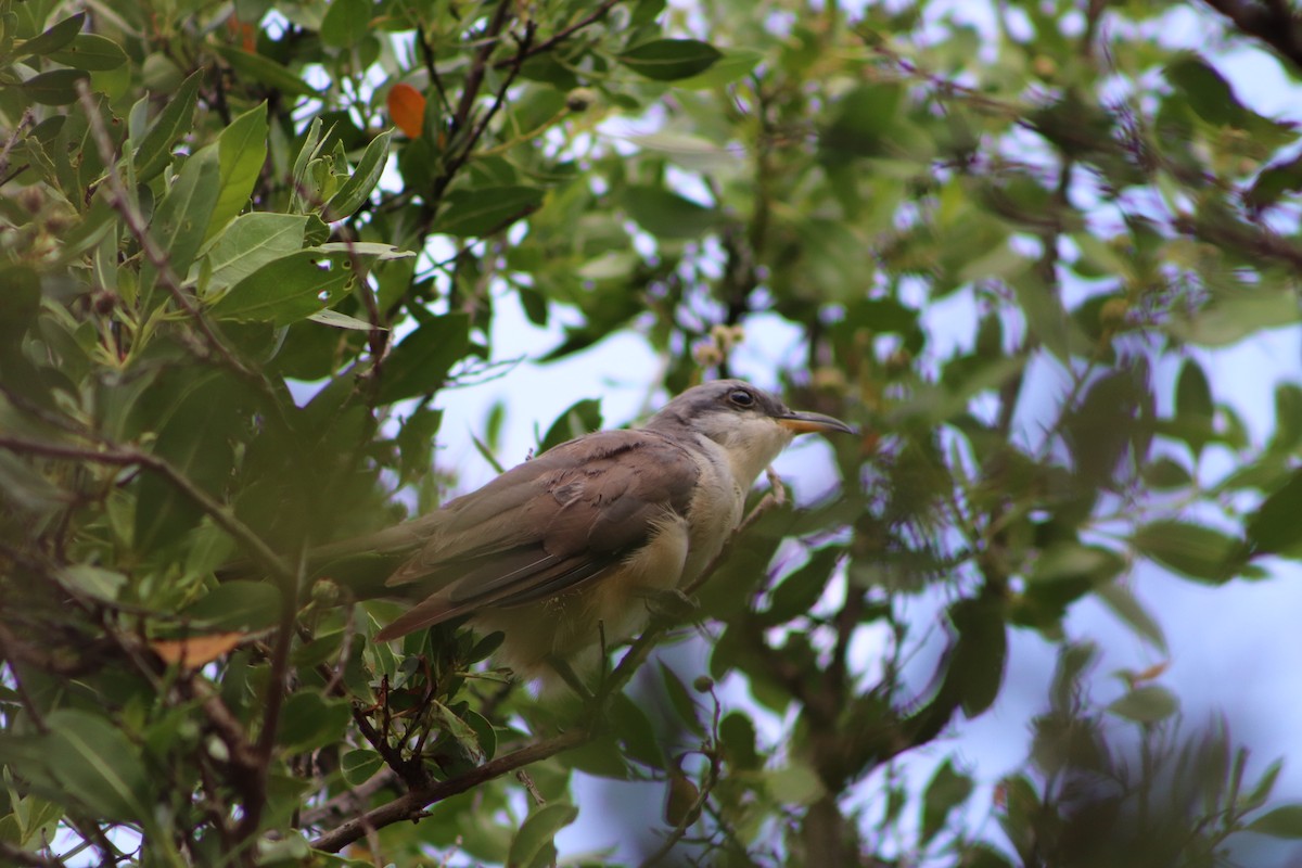 Mangrove Cuckoo - ML623960229