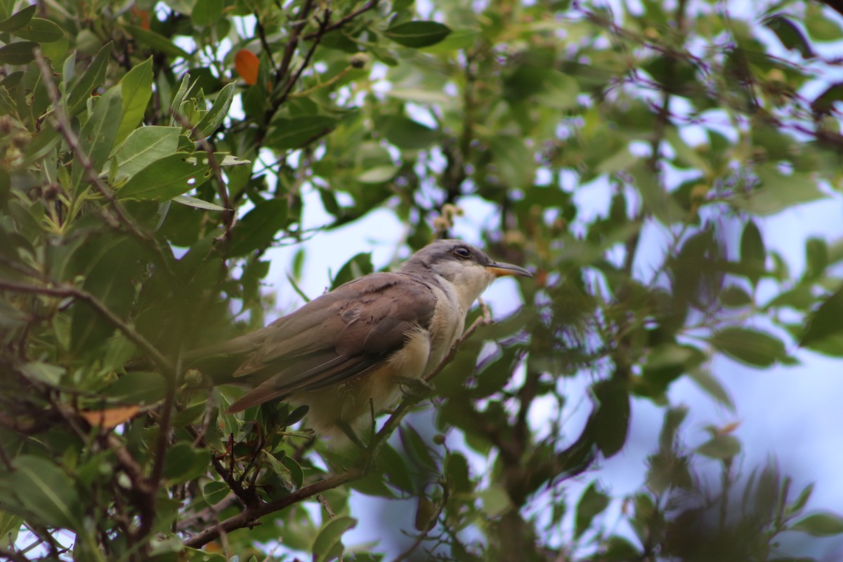 Mangrove Cuckoo - ML623960230