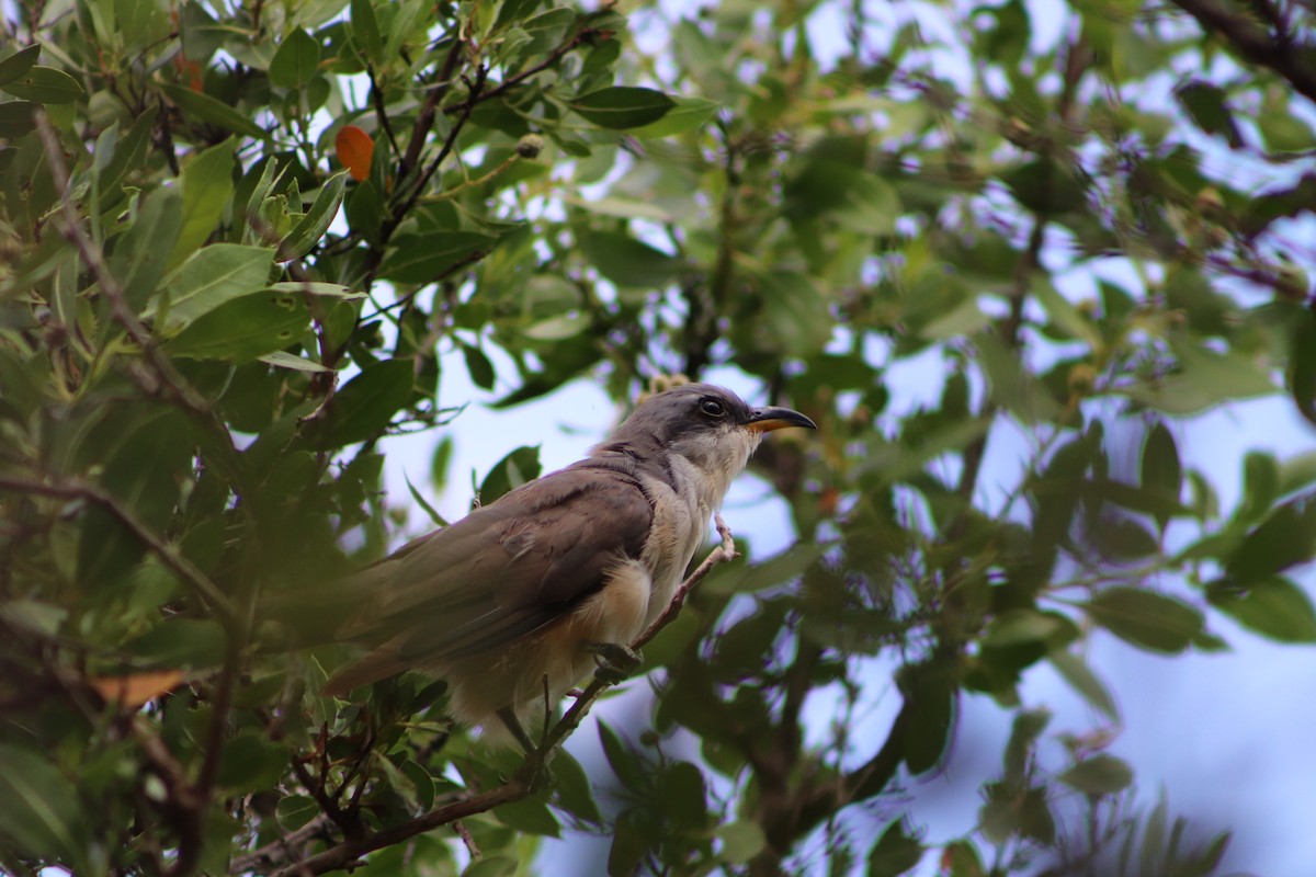 Mangrove Cuckoo - ML623960231