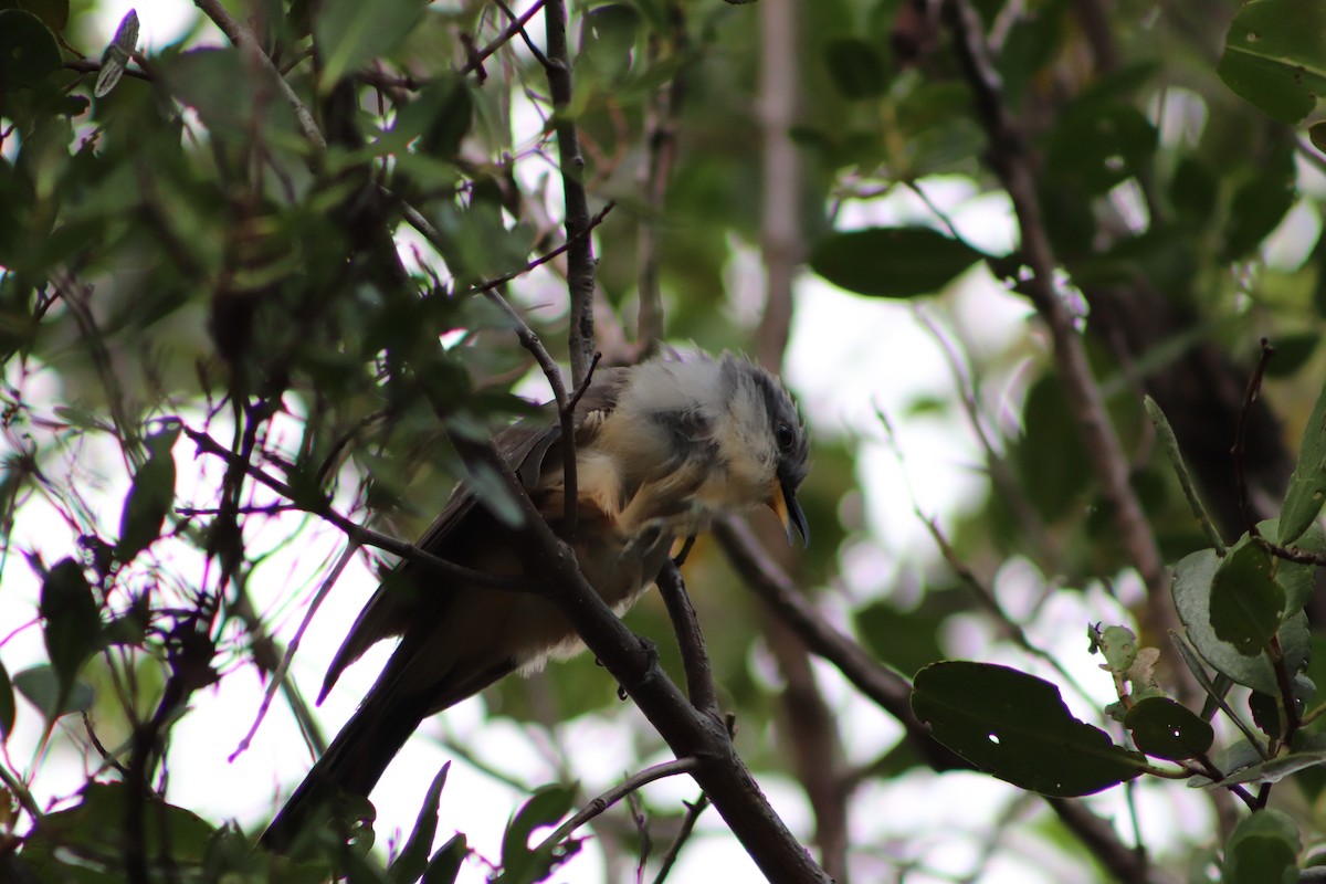 Mangrove Cuckoo - ML623960232