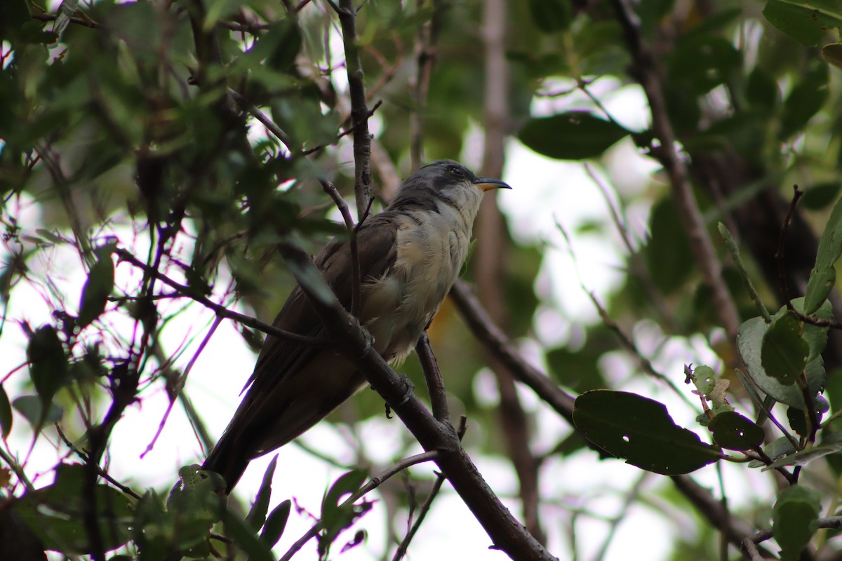 Mangrove Cuckoo - ML623960233