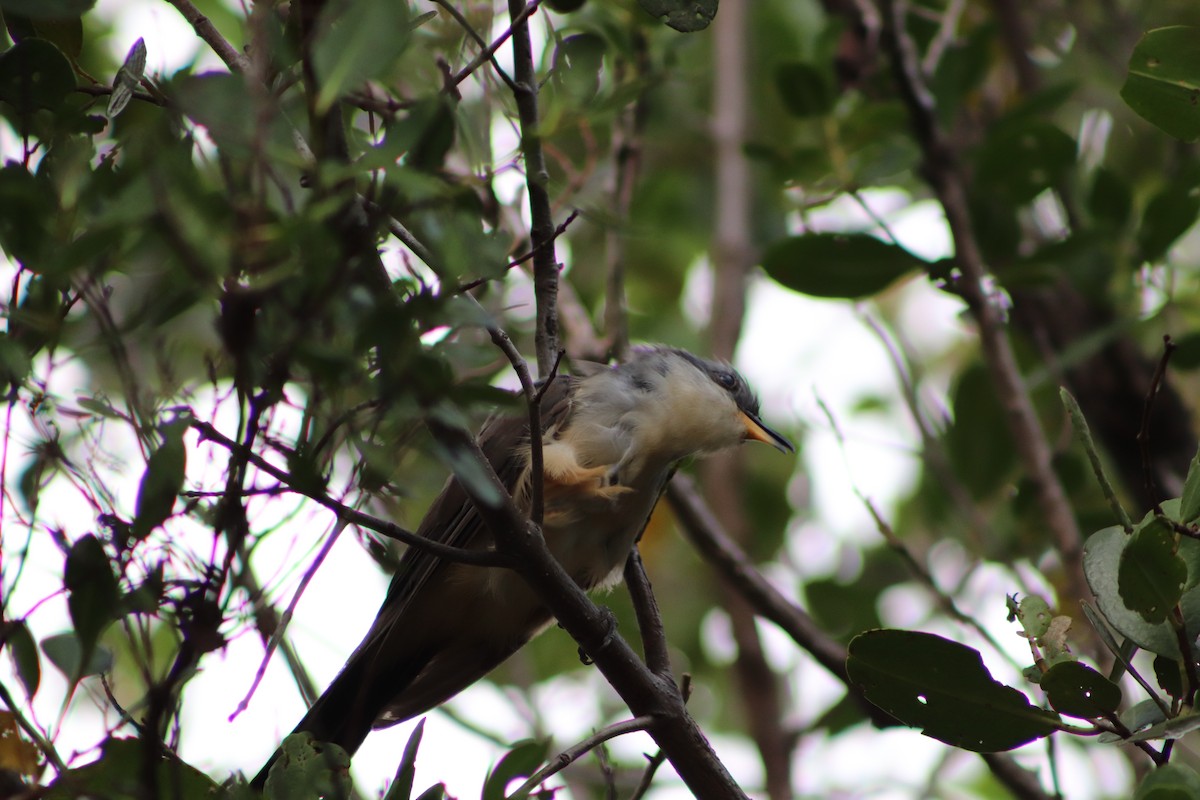 Mangrove Cuckoo - ML623960234