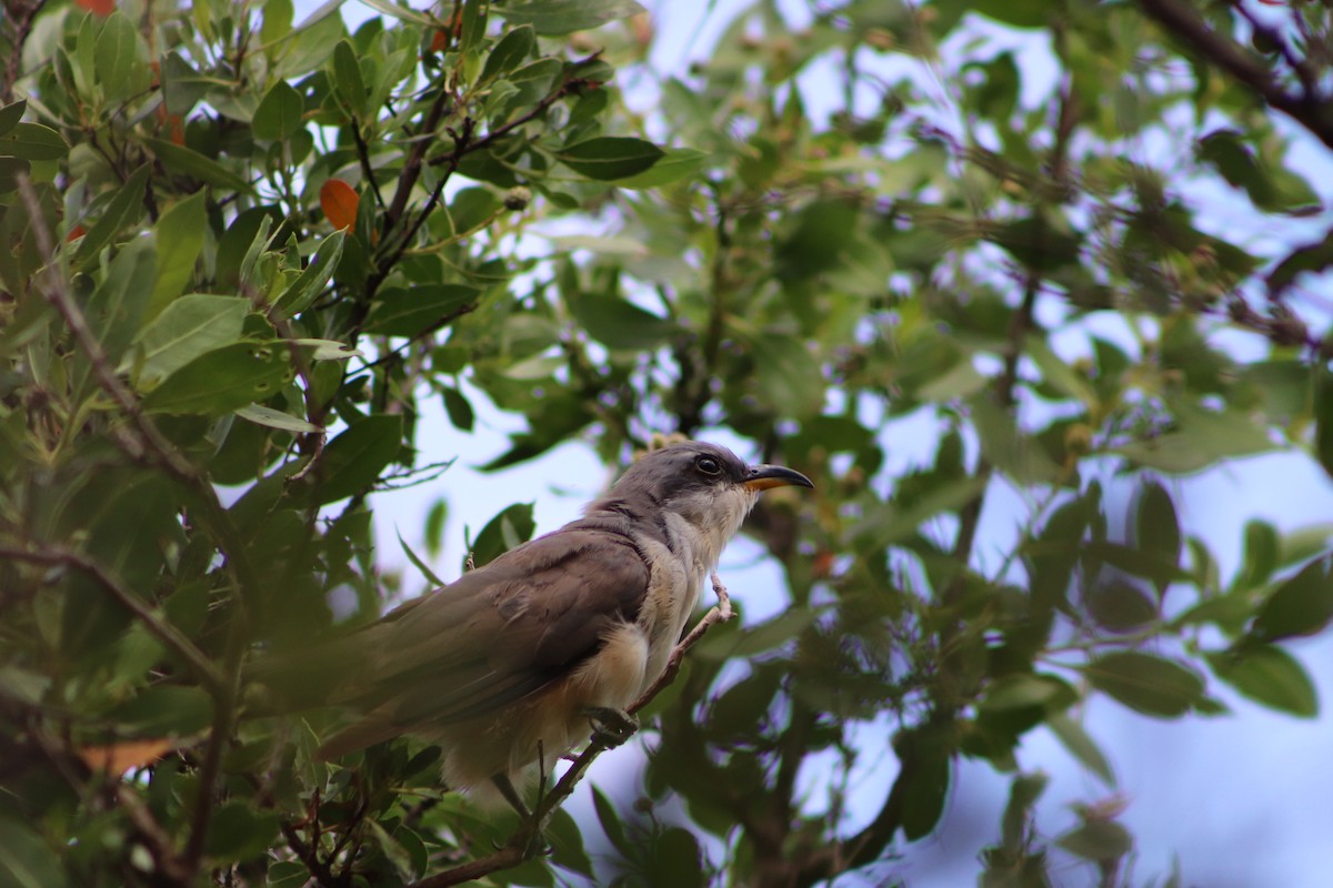 Mangrove Cuckoo - ML623960235