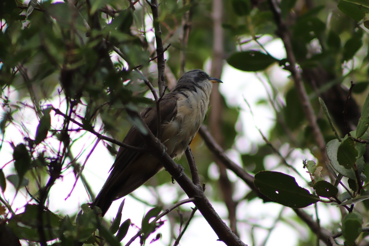 Mangrove Cuckoo - ML623960236