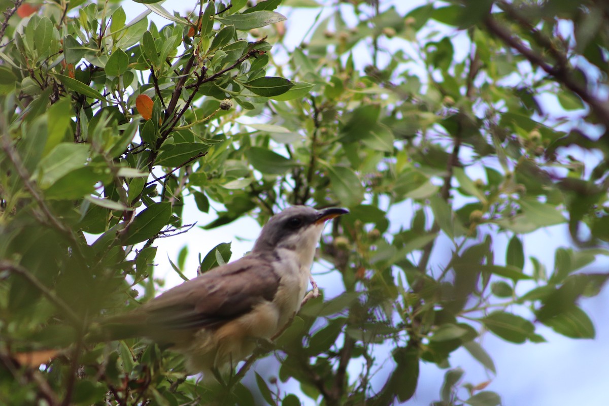 Mangrove Cuckoo - ML623960237