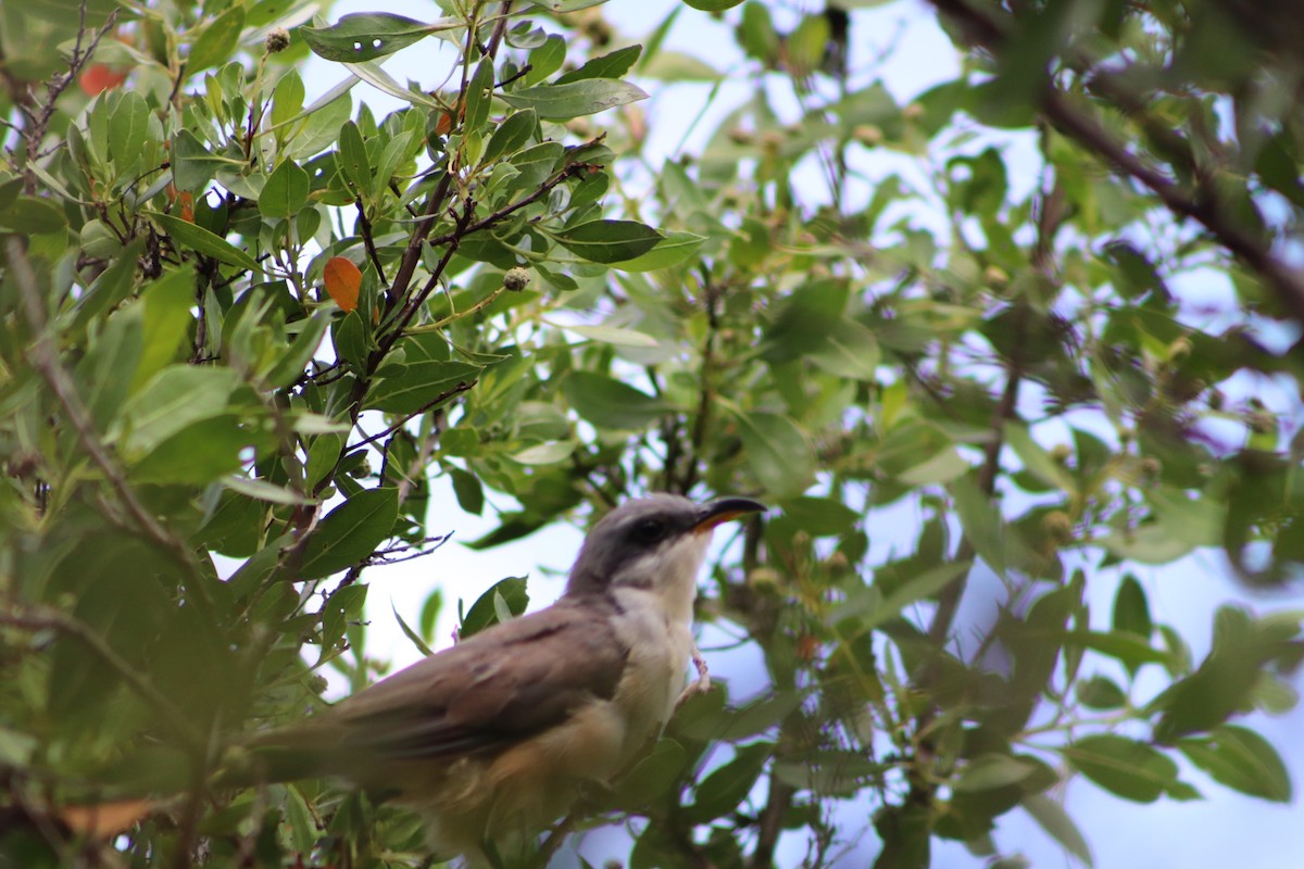 Mangrove Cuckoo - ML623960238