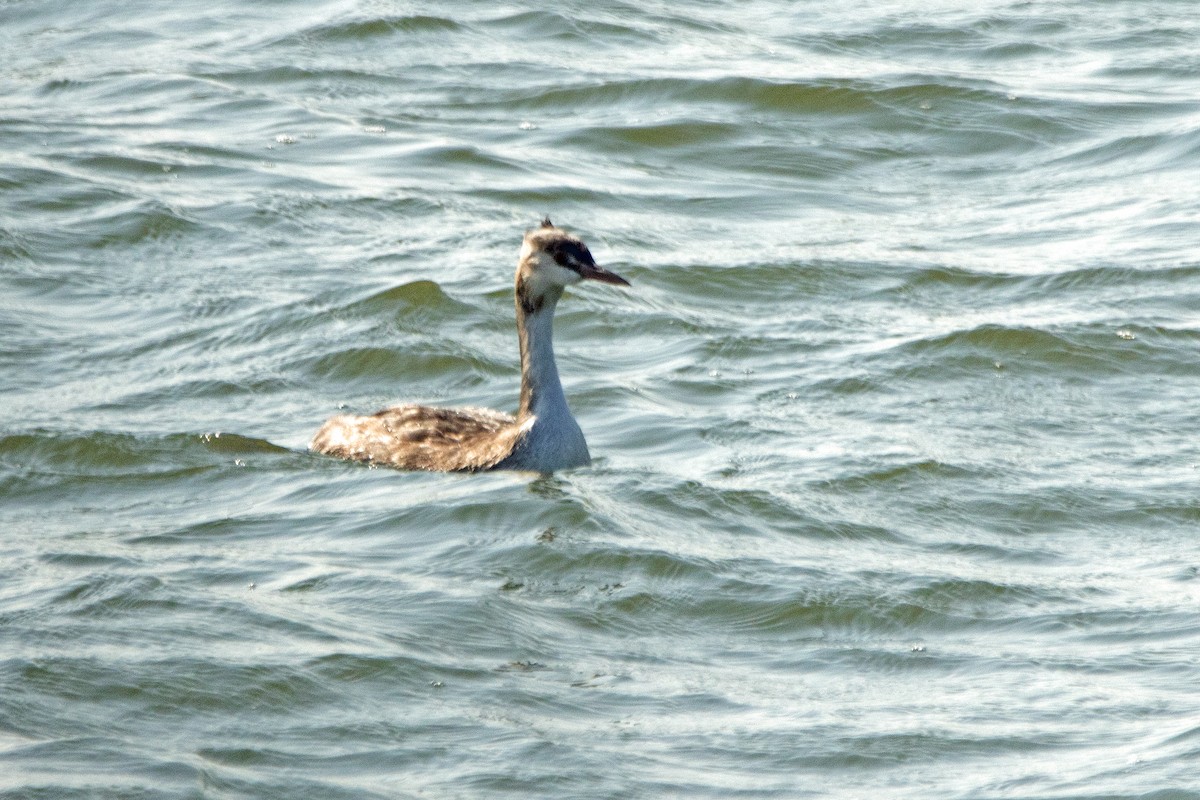 Great Crested Grebe - ML623960240