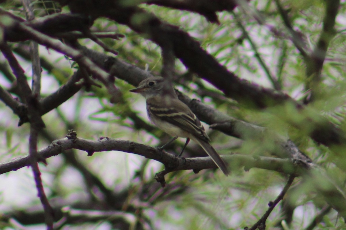 Empidonax sp. - ML623960241