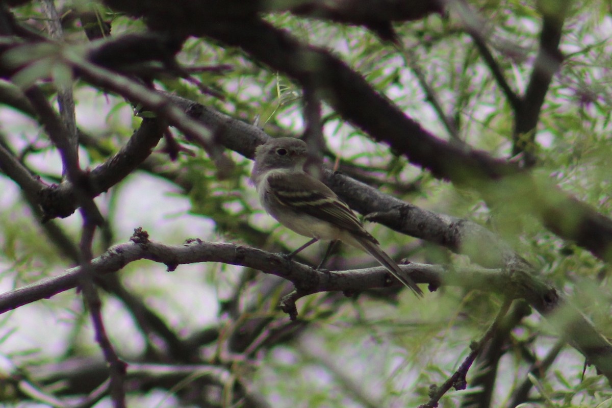 tanımsız Empidonax sp. - ML623960242