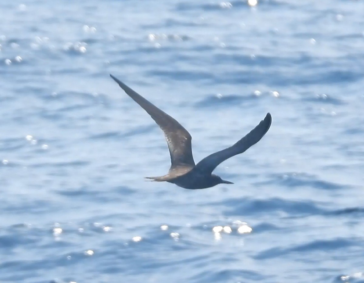 Sooty Tern - ML623960243