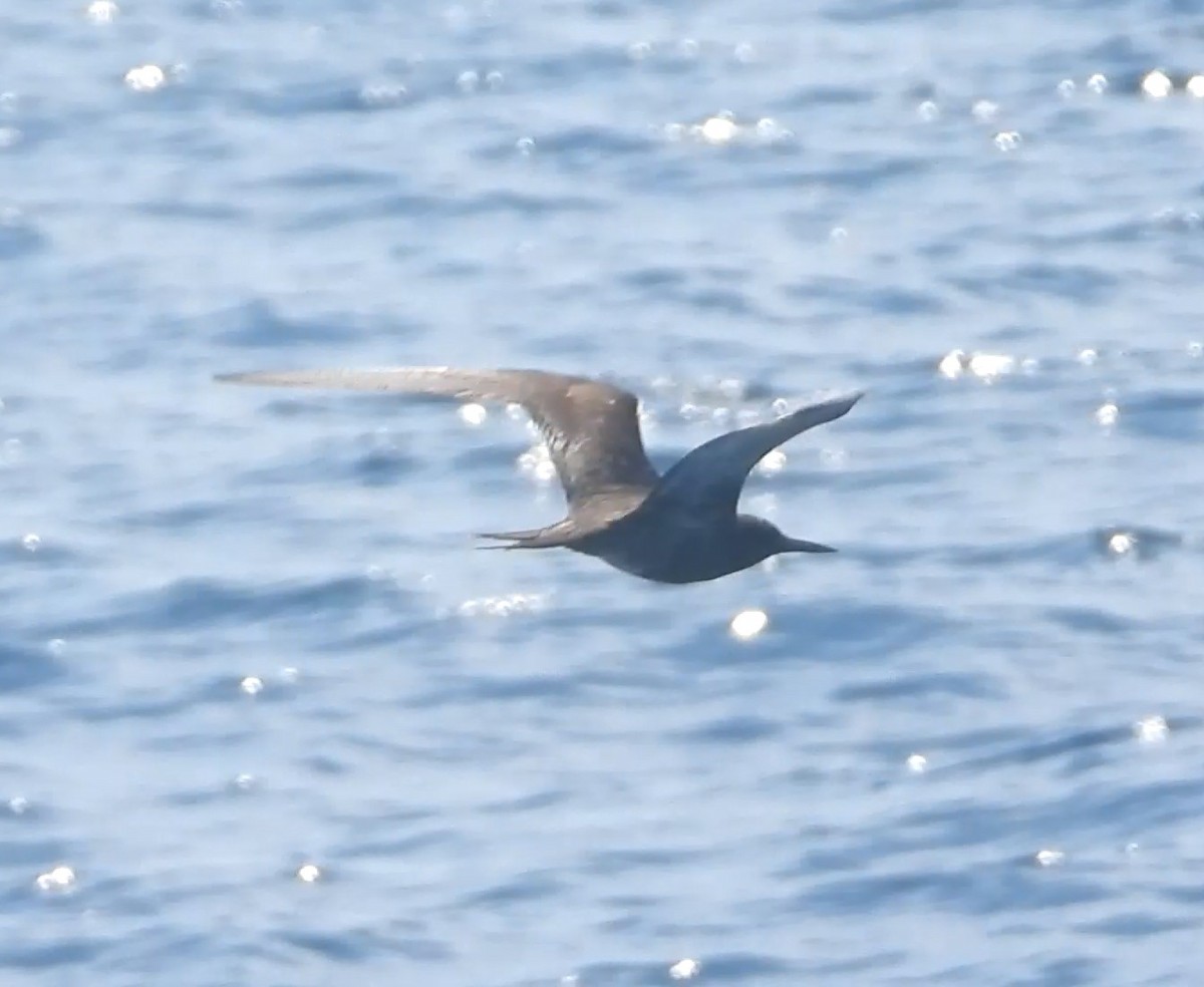 Sooty Tern - ML623960244