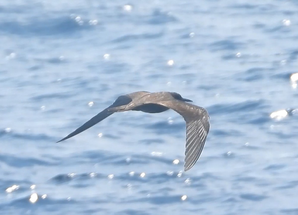 Sooty Tern - ML623960245