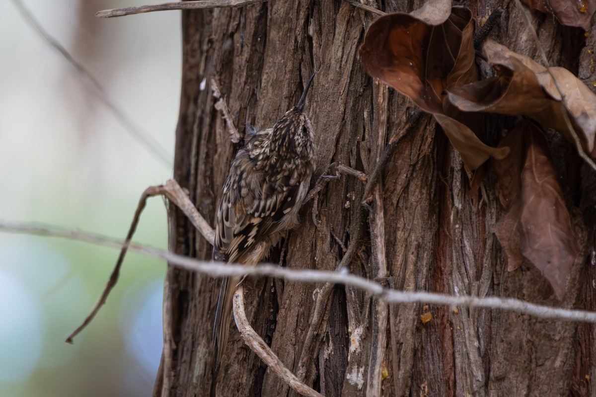 Brown Creeper (occidentalis Group) - ML623960246