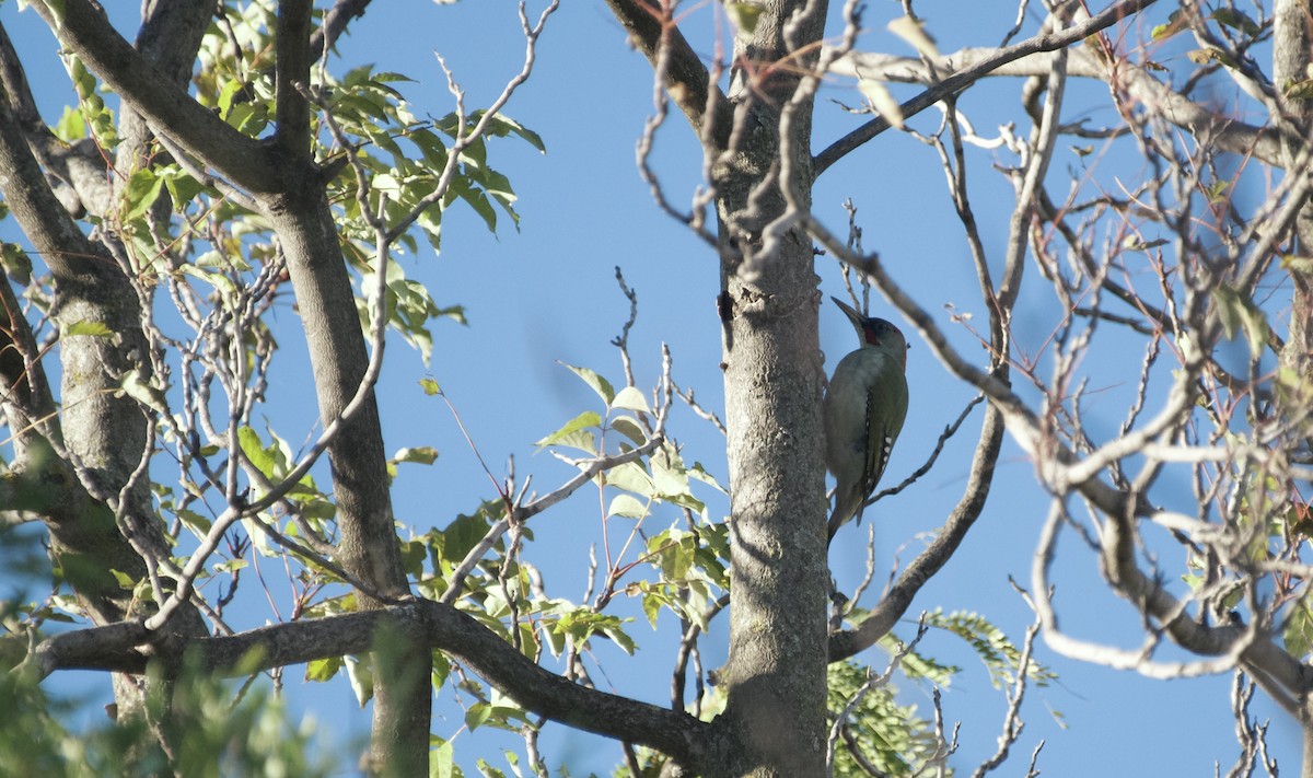 Iberian Green Woodpecker - ML623960247