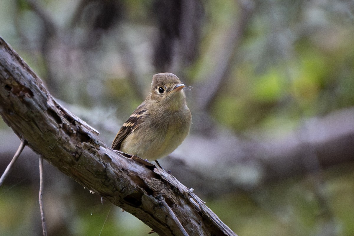 Western Flycatcher (Pacific-slope) - ML623960248