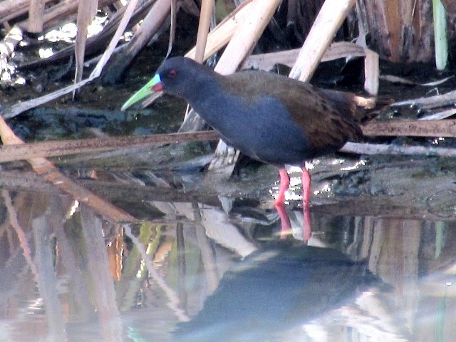 Plumbeous Rail - ML623960249