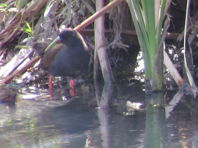 Plumbeous Rail - ML623960250