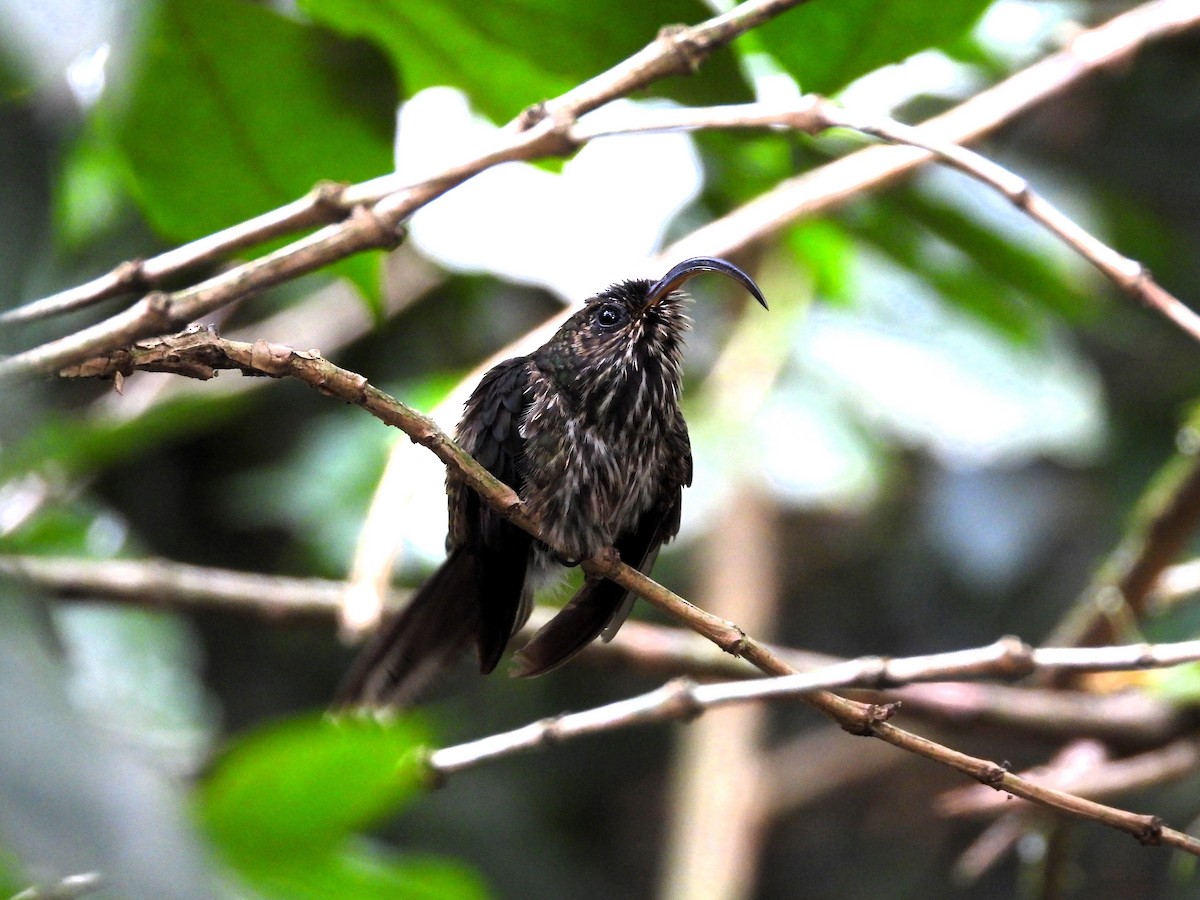 White-tipped Sicklebill - ML623960251