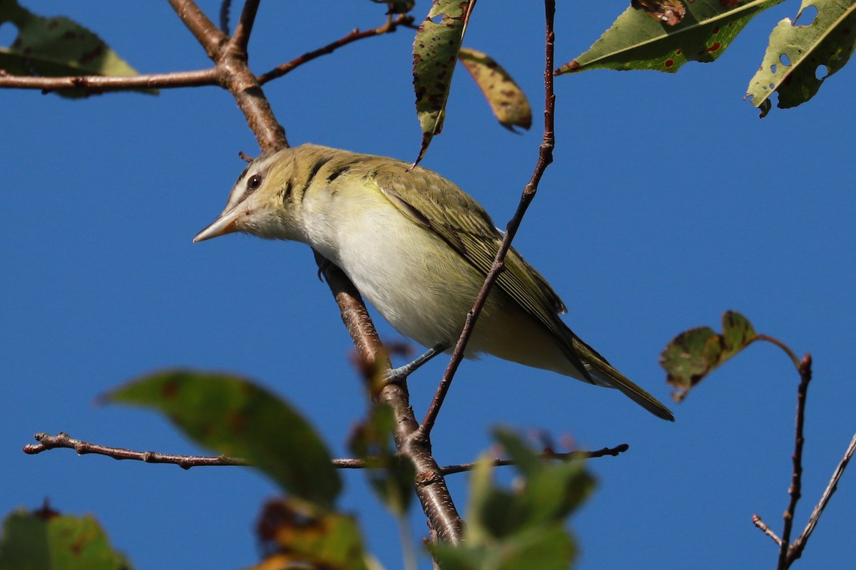 Kızıl Gözlü Vireo - ML623960252