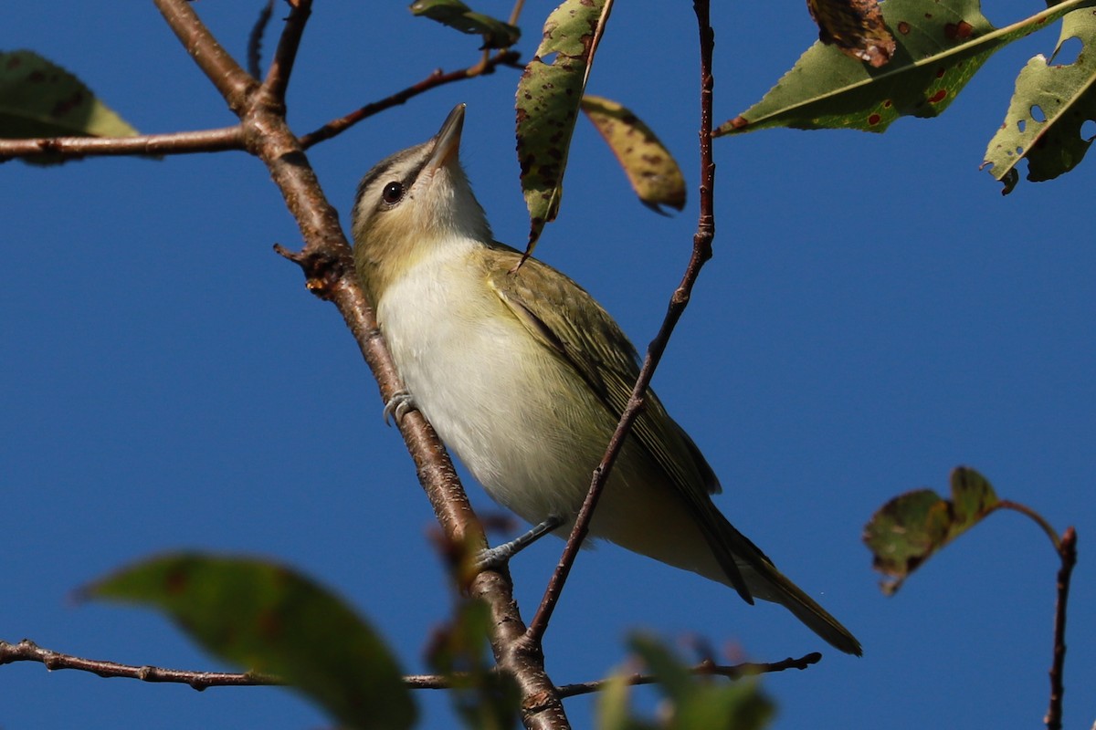 Kızıl Gözlü Vireo - ML623960253