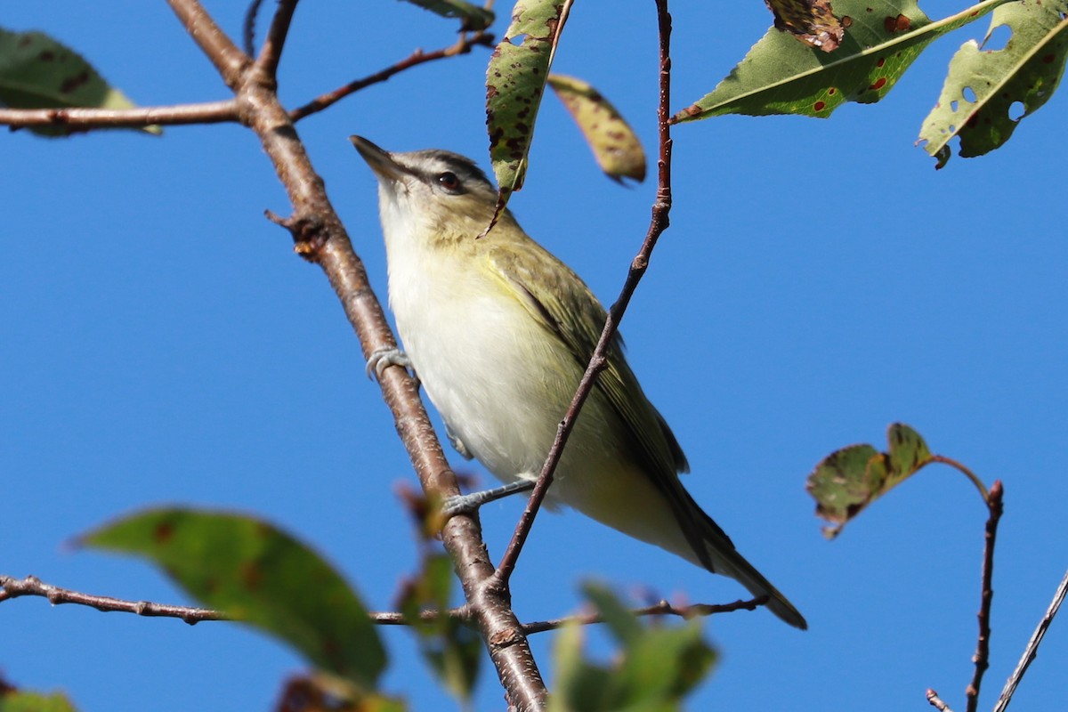 Red-eyed Vireo - ML623960254