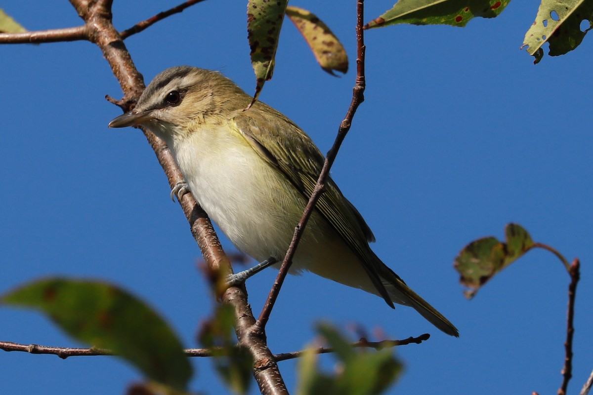 Red-eyed Vireo - ML623960255