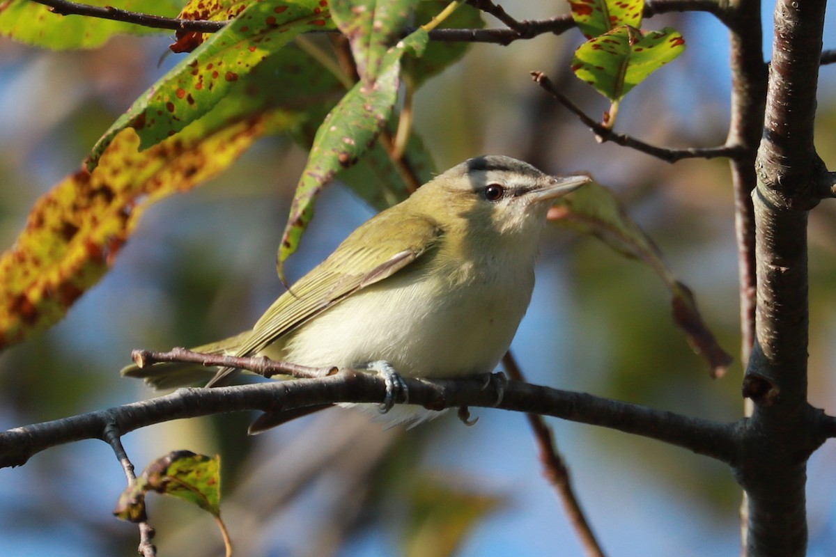 Rotaugenvireo - ML623960256