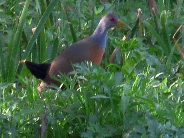 Gray-cowled Wood-Rail - ML623960260