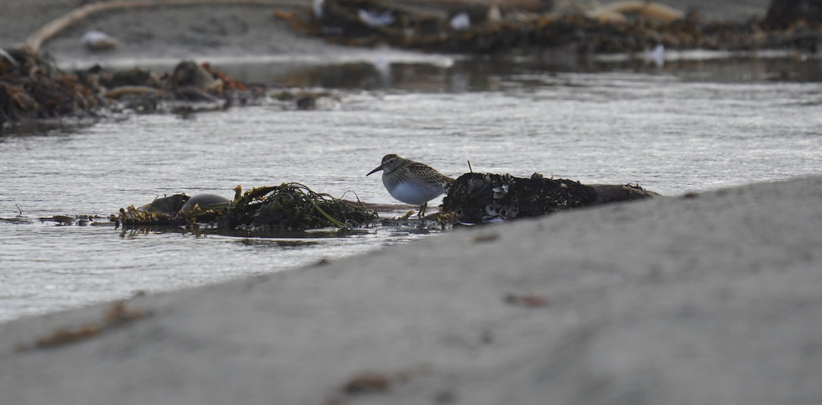 Pectoral Sandpiper - ML623960262