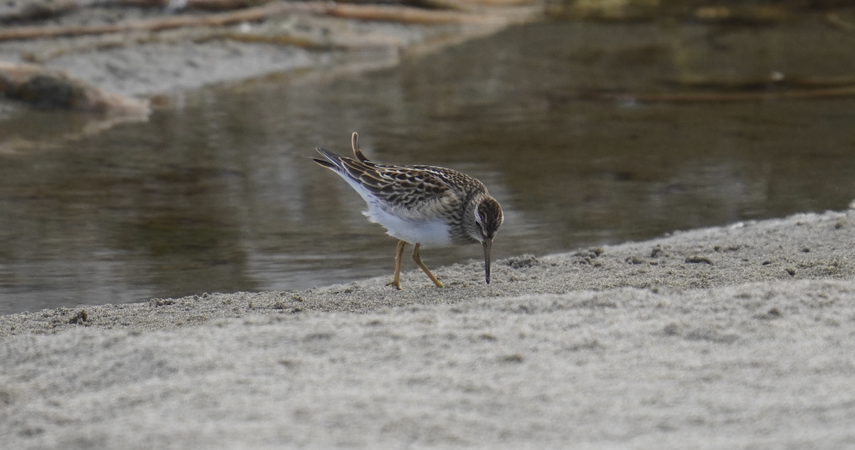 Pectoral Sandpiper - ML623960263