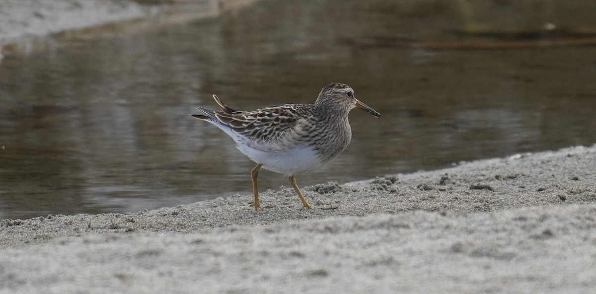 Pectoral Sandpiper - Alex Dodd