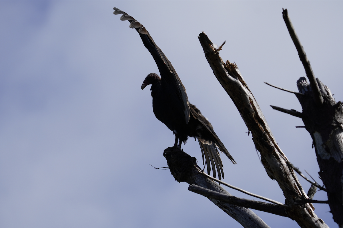 Turkey Vulture - ML623960279