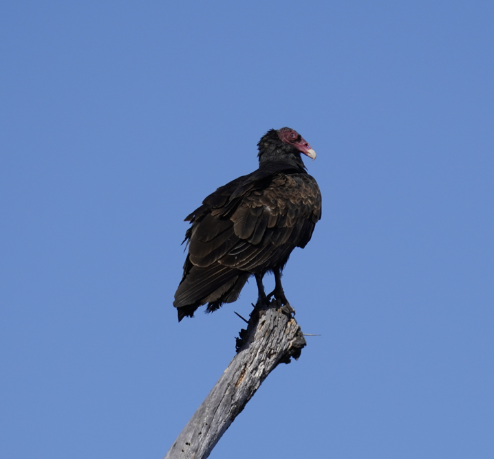 Turkey Vulture - ML623960281