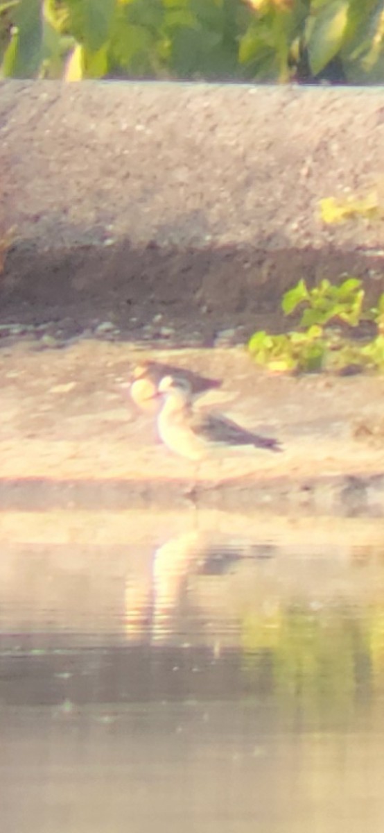 Red-necked Phalarope - ML623960284